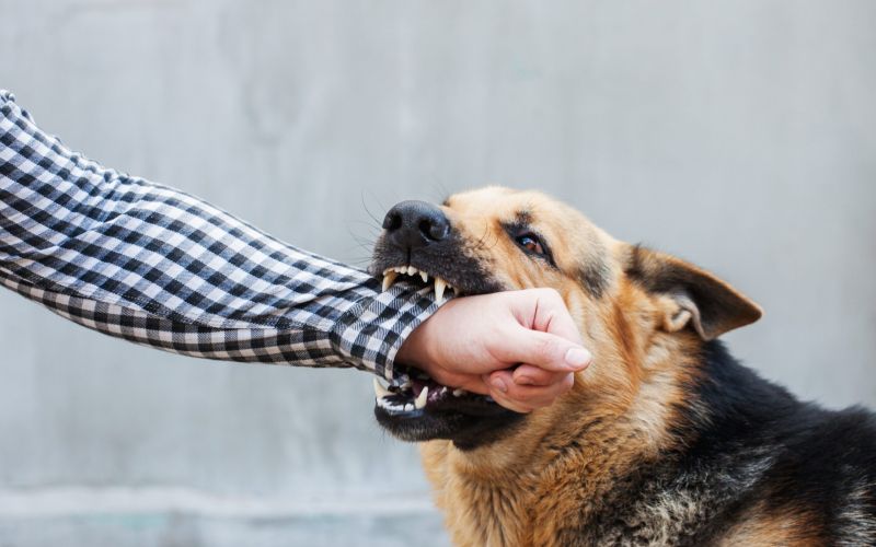 Can I Claim Compensation for a Dog Bite?