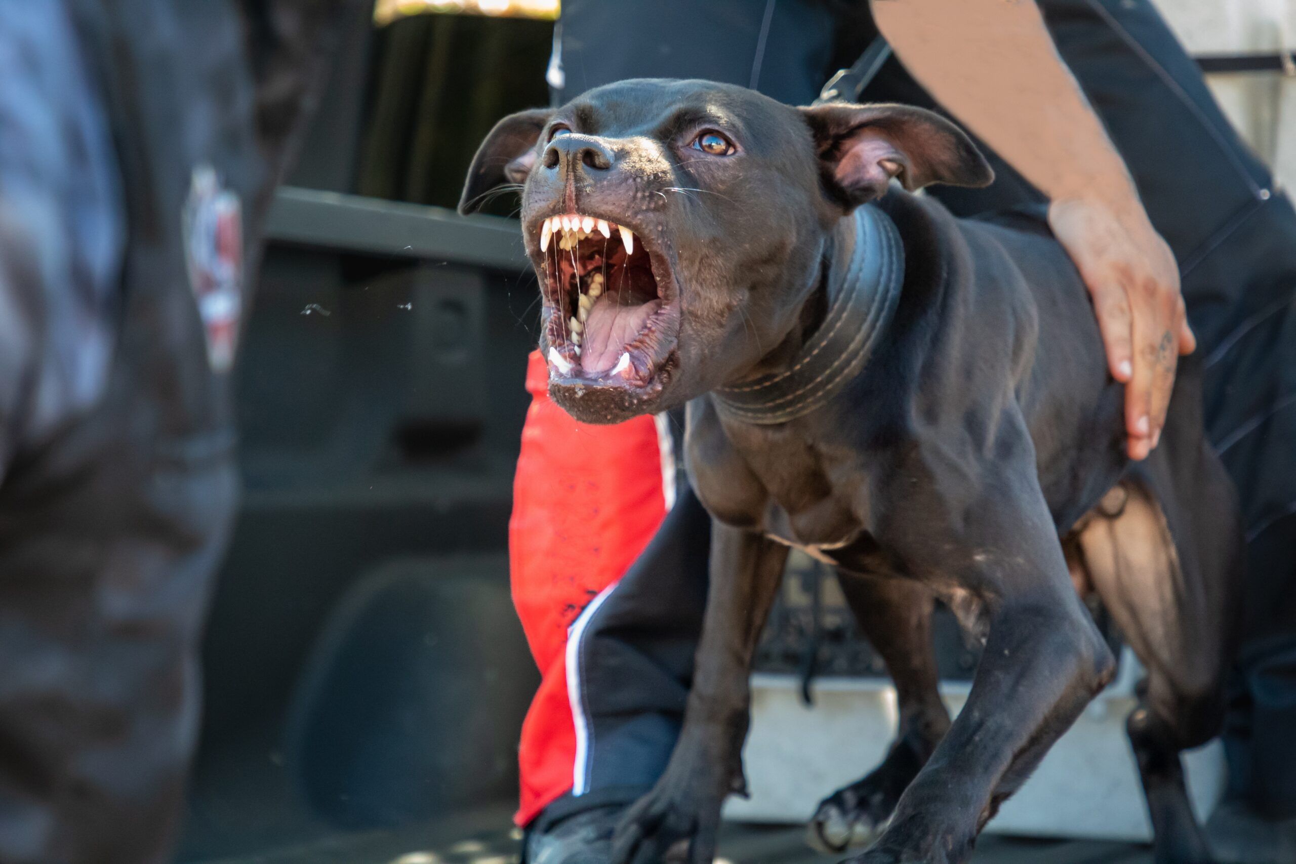 How Long After a Dog Attack Can You Sue?