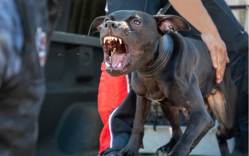 How Long After a Dog Attack Can You Sue?