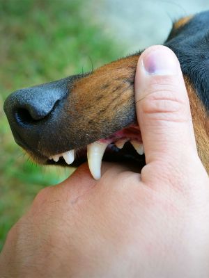 Quanto tempo depois de um ataque de cachorro voc&ecirc; pode processar?